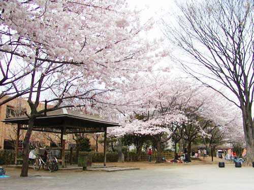 五反野コミュニティ公園の桜