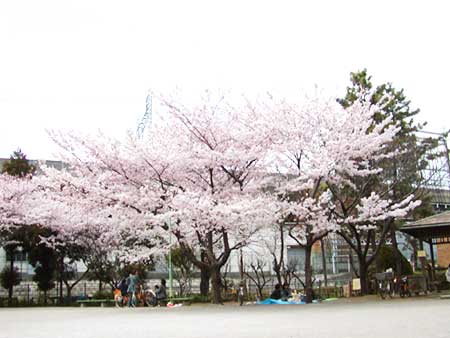 五反野コミュニティ公園の桜と広場