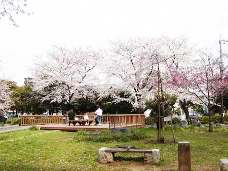 東綾瀬公園の桜と広場