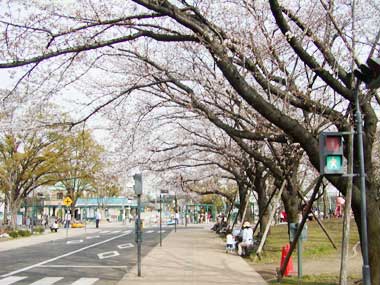北鹿浜公園の桜