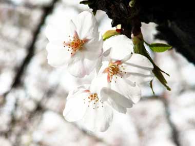 足立区の桜