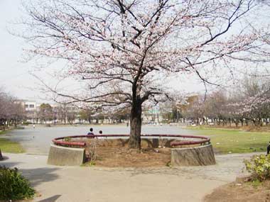 谷在家公園の桜