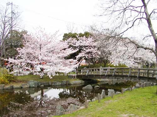東綾瀬公園の桜と広場