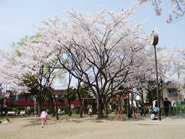 伊興公園の桜