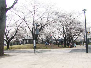 北鹿浜公園交通広場の桜