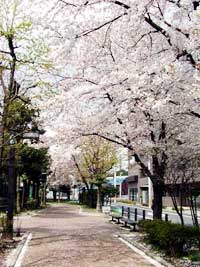 見沼代親水公園の緑道の桜