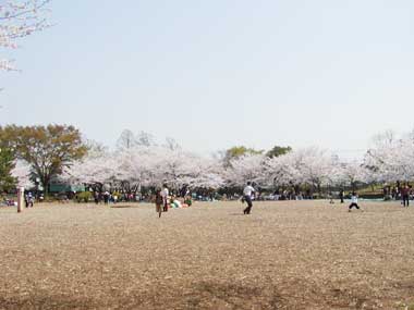 元淵江公園の桜