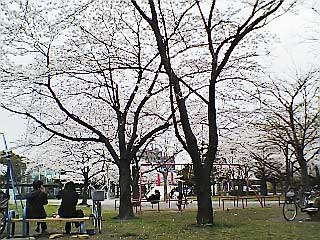 西新井みどり公園の桜と広場