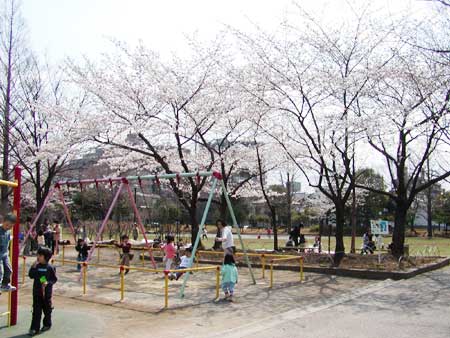 大谷田公園の桜と広場